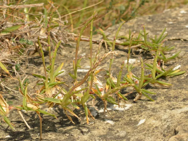 Stenotaphrum secundatum
